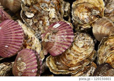 Korean Seafood Food. Steamed oysters and clams 120150801