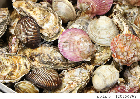 Korean Seafood Food. Steamed oysters and clams Korean Seafood Food. Steamed oysters and clams 120150868