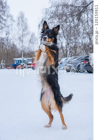 A small dog with a cute face stands on its hind legs in a winter parking lot A small dog with a cute face stands on its hind legs in a winter parking lot 120150911