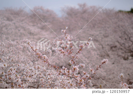 満開になった桜の花の園 120150957