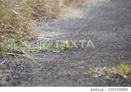 アスファルトの道の真ん中まで進出して咲く鮮やかな黄色の小さい花 120150988