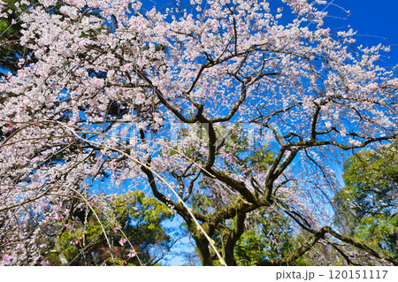 京都御苑 近衛邸跡の糸桜(枝垂桜)(京都府京都市上京区) 京都御苑 近衛邸跡の糸桜(枝垂桜)(京都府京都市上京区) 120151117