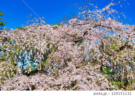 京都御苑　近衛邸跡の糸桜（枝垂桜）（京都府京都市上京区） 120151132