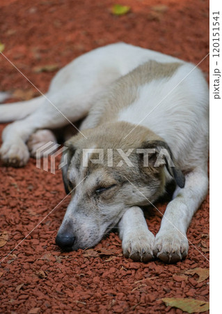 white stray street dog sleeping on its paws 120151541
