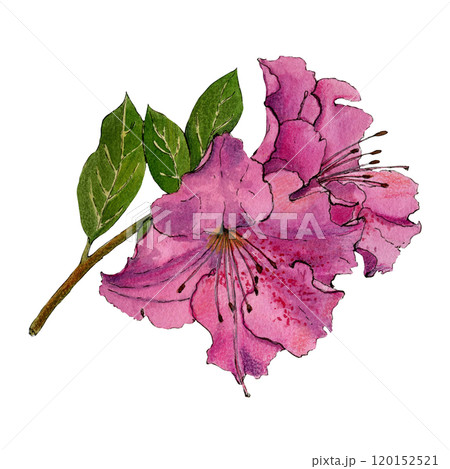 Watercolor sketch of blooming azalia isolated on white background Watercolor sketch of blooming azalia isolated on white background 120152521