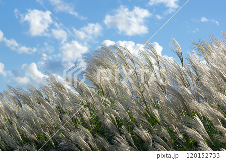 雲の浮かぶ秋空とススキの群生 120152733