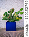 Green Cactus in a Vibrant Blue Pot Minimalist Outdoor Decor 120152769