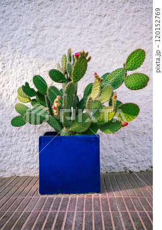 Green Cactus in a Vibrant Blue Pot Minimalist Outdoor Decor 120152769