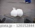 Two snow-white bunnies on the cage 120152844