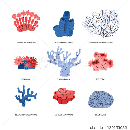 Coral vector set of marine illustrations Coral vector set of marine illustrations 120153086