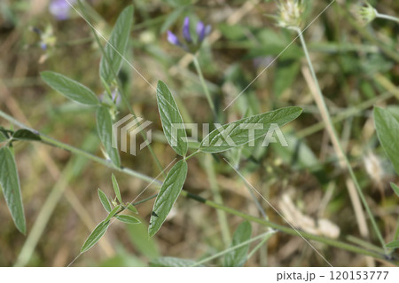 Bitumen trefoil Bitumen trefoil 120153777