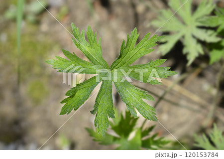 Meadow cranesbill Splish Splash Meadow cranesbill Splish Splash 120153784
