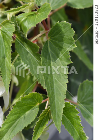 Begonia Santa Barbara 120153823