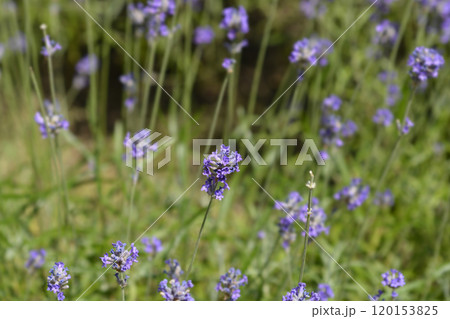 Common lavender Common lavender 120153825