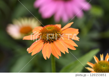 Orange coneflower Orange coneflower 120153851