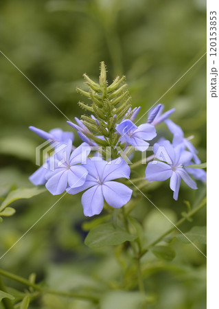 Blue plumbago Blue plumbago 120153853