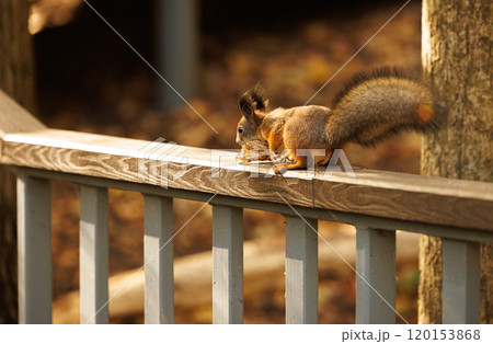 Squirrel perched on a wooden railing, enjoying an acorn in a serene park during a sunny afternoon Squirrel perched on a wooden railing, enjoying an acorn in a serene park during a sunny afternoon 120153868