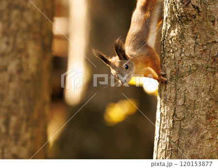 Squirrel gracefully climbing down a tree trunk in a sunlit forest during the golden hours of early morning Squirrel gracefully climbing down a tree trunk in a sunlit forest during the golden hours of early morning 120153877