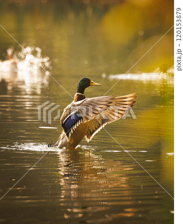 A duck gracefully stretches its wings while swimming in a tranquil lake during sunrise in the early morning A duck gracefully stretches its wings while swimming in a tranquil lake during sunrise in the early morning 120153879