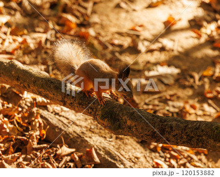 A curious squirrel balances on a branch amidst golden autumn leaves in a serene forest setting 120153882