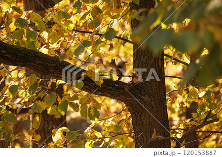 Squirrel foraging among vibrant autumn foliage in a serene park during golden hour Squirrel foraging among vibrant autumn foliage in a serene park during golden hour 120153887
