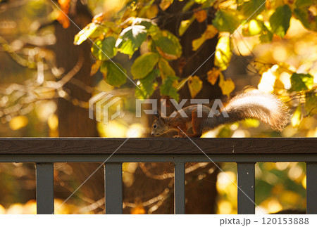 A playful squirrel exploring a wooden railing amidst vibrant autumn foliage in a serene park setting 120153888