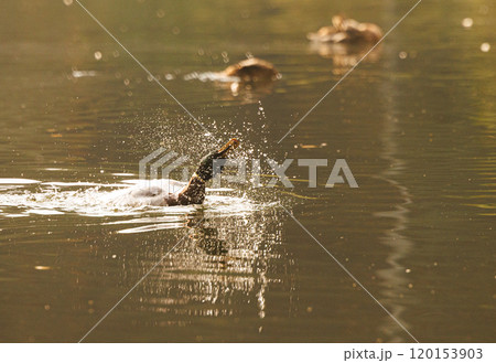 A graceful duck splashes playfully in serene waters during golden hour in a tranquil nature setting A graceful duck splashes playfully in serene waters during golden hour in a tranquil nature setting 120153903
