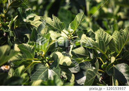 Lush fig tree foliage with developing fruits captured in bright sunlight during late summer harvest season Lush fig tree foliage with developing fruits captured in bright sunlight during late summer harvest season 120153937