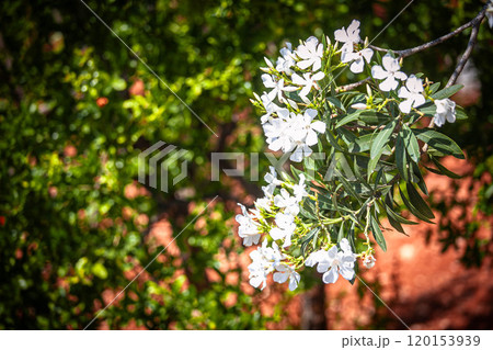 Blooming branches adorned with fragrant white flowers gracefully sway in the gentle breeze on a sunny day 120153939