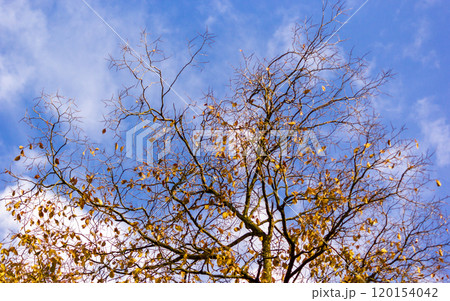 The half-naked branches of a tree with the last yellow leaves against the blue autumn sky The half-naked branches of a tree with the last yellow leaves against the blue autumn sky 120154042