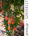 Ripe Mediterranean Fruits on Tree in Sardinia Vibrant Orchard Scene 120154117
