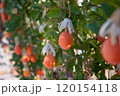 Ripe Mediterranean Fruits on Tree in Sardinia Vibrant Orchard Scene 120154118
