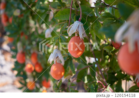 Ripe Mediterranean Fruits on Tree in Sardinia Vibrant Orchard Scene Ripe Mediterranean Fruits on Tree in Sardinia Vibrant Orchard Scene 120154118
