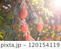 Ripe Mediterranean Fruits on Tree in Sardinia Vibrant Orchard Scene 120154119