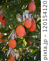 Ripe Mediterranean Fruits on Tree in Sardinia Vibrant Orchard Scene 120154120