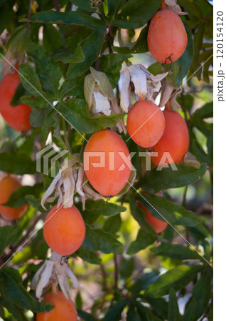 Ripe Mediterranean Fruits on Tree in Sardinia Vibrant Orchard Scene 120154120