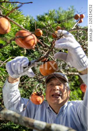 柿の収穫をする日本のシニア男性、農家、果樹栽培 柿の収穫をする日本のシニア男性、農家、果樹栽培 120154252