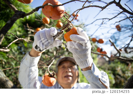 柿の収穫をする日本のシニア男性、農家、果樹栽培 柿の収穫をする日本のシニア男性、農家、果樹栽培 120154255