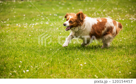 Brittany Spaniel dog walking through grass searching for a tracks Brittany Spaniel dog walking through grass searching for a tracks 120154457