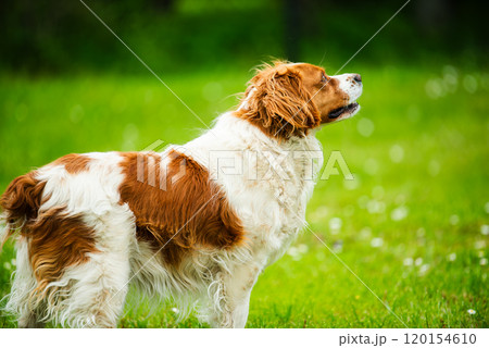 Brittany Spaniel dog walking through grass searching for a tracks 120154610