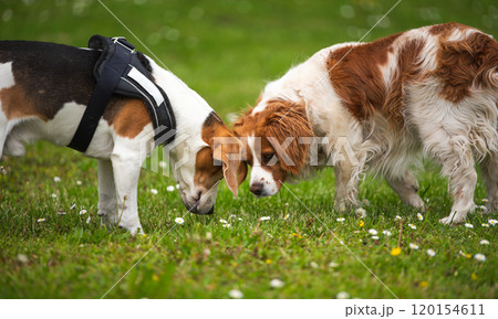 Brittany Spaniel dog playing on a grass with Beagle dog 120154611
