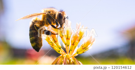 European Honey Bee on a clover flower 120154612
