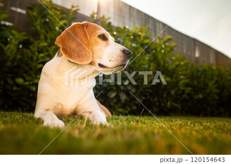 Close up of tri colour Beagle hound dog resting in shade Close up of tri colour Beagle hound dog resting in shade 120154643