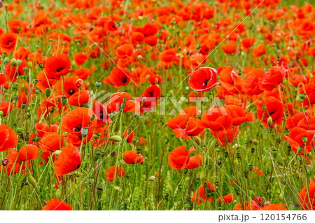 Red poppy field, beautiful meadow with red wild poppies, poppies field red flowers 120154766