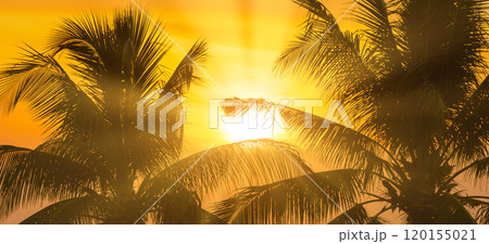 Sunset with palm trees Sunset with palm trees 120155021