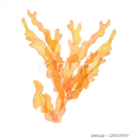 Orange coral, watercolor isolated clipart with dense, upward-reaching branches. Gold coral hand drawn sea life illustration adds an exotic touch to underwater scenes or marine designs, packaging Orange coral, watercolor isolated clipart with dense, upward-reaching branches. Gold coral hand drawn sea life illustration adds an exotic touch to underwater scenes or marine designs, packaging 120155453