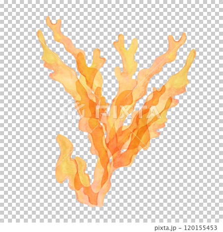 Orange coral, watercolor isolated clipart with dense, upward-reaching branches. Gold coral hand drawn sea life illustration adds an exotic touch to underwater scenes or marine designs, packaging Orange coral, watercolor isolated clipart with dense, upward-reaching branches. Gold coral hand drawn sea life illustration adds an exotic touch to underwater scenes or marine designs, packaging 120155453
