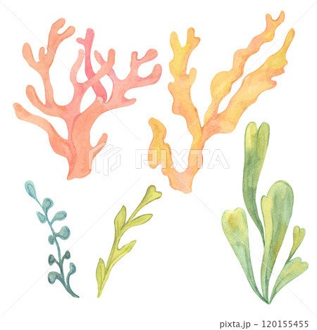 Collection of yellow and green watercolor seaweed with orange and red corals in various shapes. Hand drawn watercolor algae clipart for marine-themed designs, adding diverse underwater vegetation 120155455