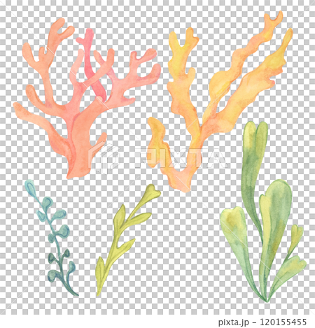 Collection of yellow and green watercolor seaweed with orange and red corals in various shapes. Hand drawn watercolor algae clipart for marine-themed designs, adding diverse underwater vegetation 120155455