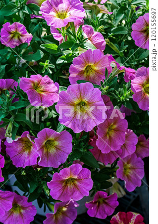 Collection of purple flowers, possibly petunias or calibrachoa, with vibrant yellow centers encircled by elegant ruffled petal Collection of purple flowers, possibly petunias or calibrachoa, with vibrant yellow centers encircled by elegant ruffled petal 120155697